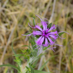 Liatris squarrosa