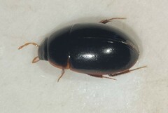 Cymbiodyta vindicata