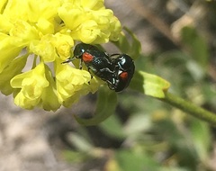 Saxinis saucia