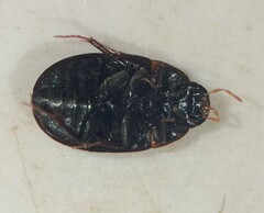 Cymbiodyta vindicata