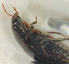 Cymbiodyta vindicata