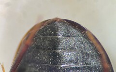 Cymbiodyta vindicata