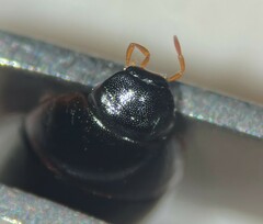 Cymbiodyta vindicata