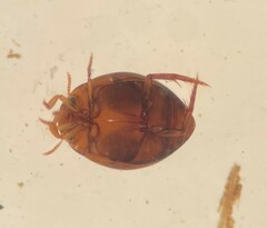 Desmopachria convexa