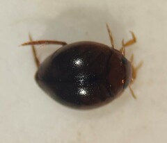 Desmopachria convexa