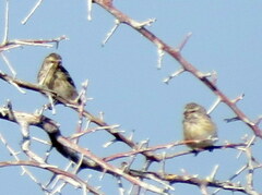 Crithagra atrogularis semideserti