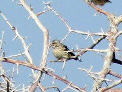 Crithagra atrogularis semideserti