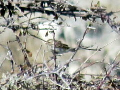 Crithagra atrogularis semideserti