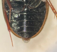 Enochrus ochraceus