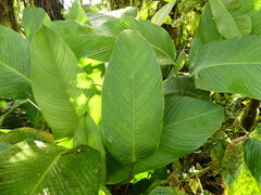 Calathea ischnosiphonoides