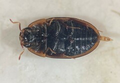 Enochrus ochraceus
