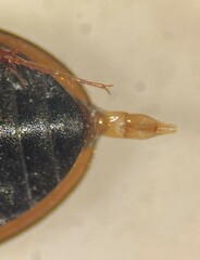 Enochrus ochraceus