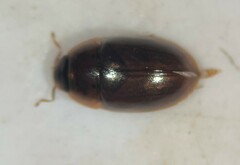 Enochrus ochraceus