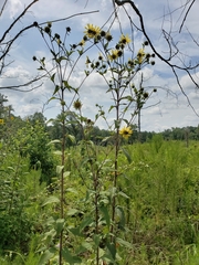 Helianthus resinosus
