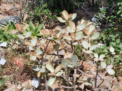 Kalanchoe orgyalis