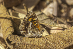 Aricoris hubrichi