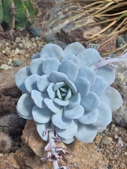 Echeveria laui