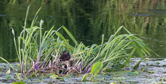 Gallinula chloropus
