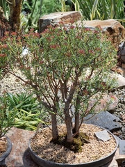 Crassula sarcocaulis