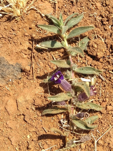 Observations by fmop_lages · iNaturalist