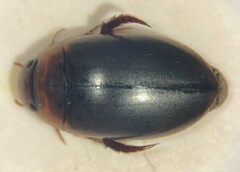 Hydaticus piceus