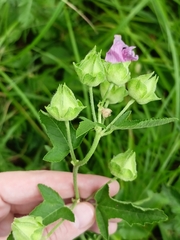 Malva thuringiaca