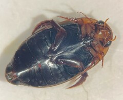 Hydaticus piceus