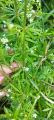 Galium rivale