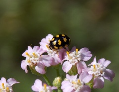 Coccinula