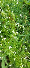 Galium rivale