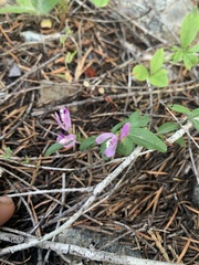 Rhinotropis californica