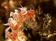 Phyllodesmium poindimiei