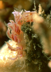 Phyllodesmium poindimiei