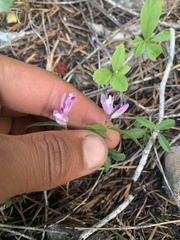 Rhinotropis californica