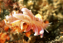 Phyllodesmium poindimiei