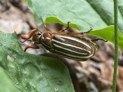 Polyphylla crinita