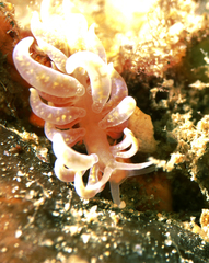 Phyllodesmium poindimiei