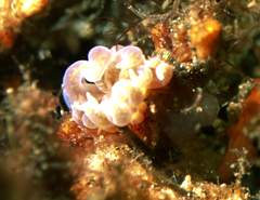 Phyllodesmium poindimiei