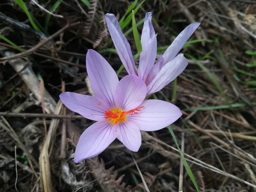 Image of Crocus longiflorus by (c) Lorenzo Emanuele Labate, some rights reserved (CC BY)