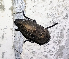 Capnodis tenebricosa