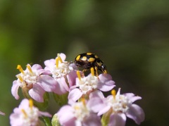 Coccinula