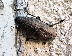 Capnodis tenebricosa