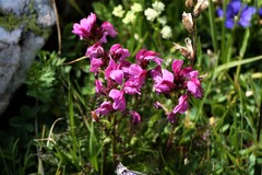 Pedicularis nordmanniana