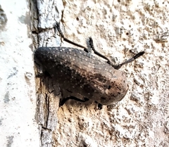 Capnodis tenebricosa