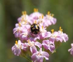 Coccinula