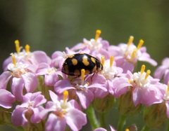 Coccinula