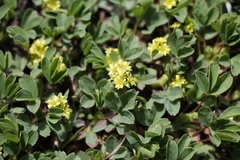 Sibbaldia parviflora
