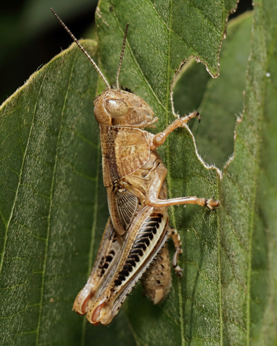 Melanoplus differentialis nigricans