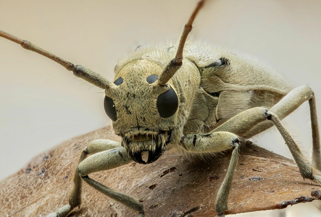 linden borer