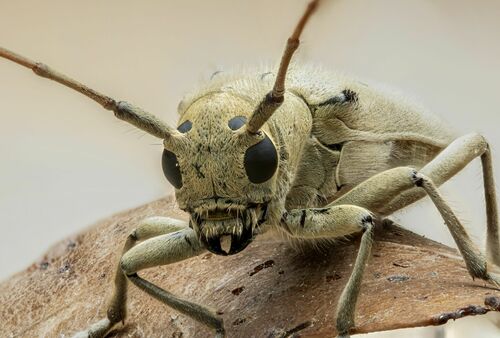 linden borer
